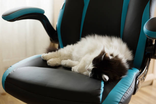 How to keep cat away from gaming chair