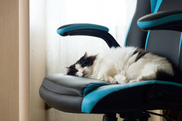 How to keep cat away from gaming chair